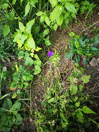 Eine einzelne Wunschblume